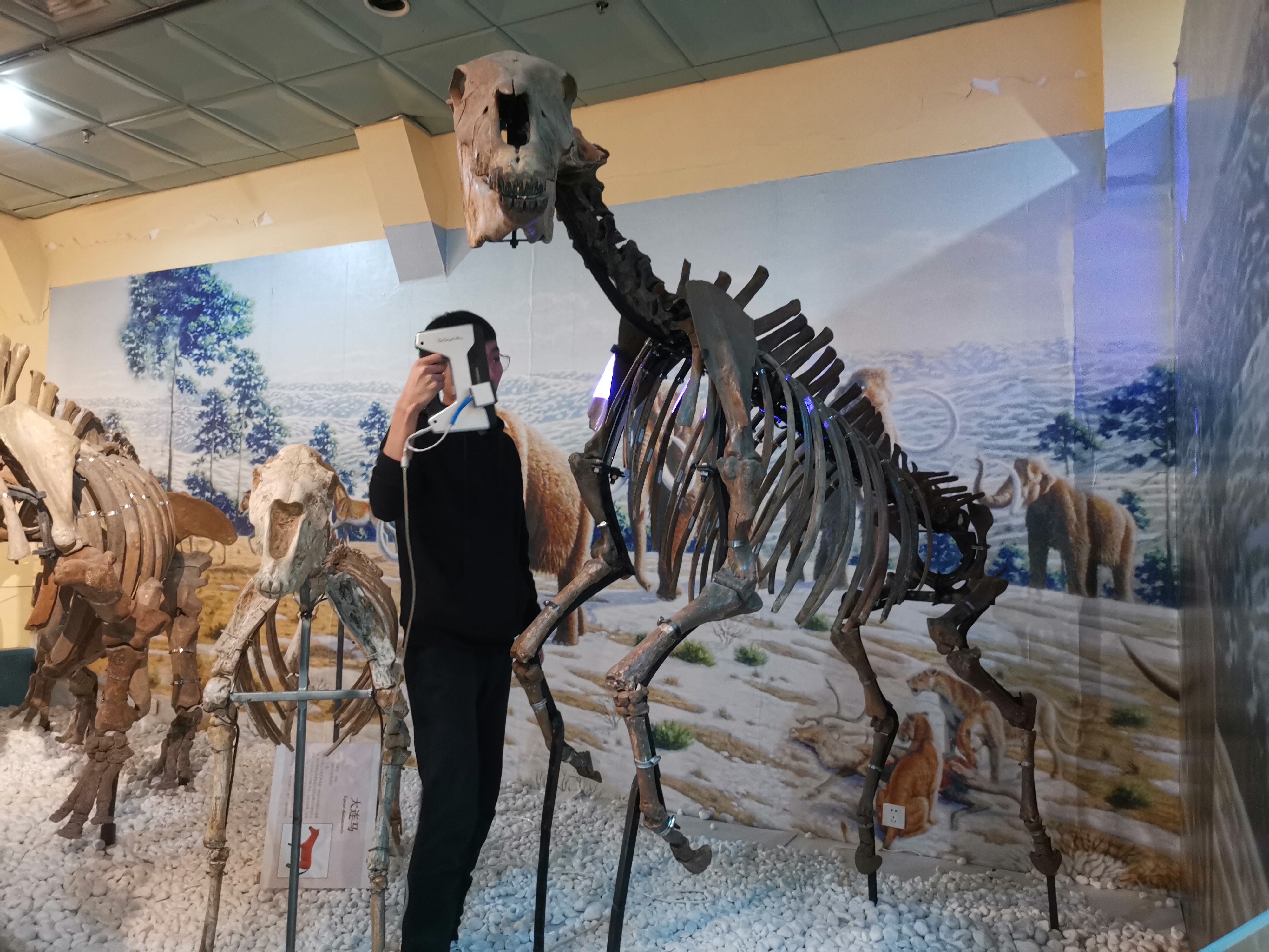 3D扫描文物.数字化展示（大连自然博物院）